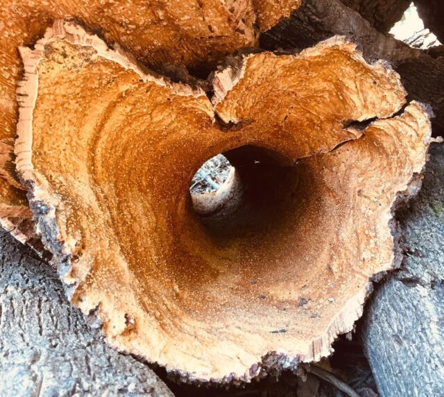 Suro, corcho, cork... a natural element for Passive Houses!!! #sostenible_sl #passivehouse #passivhaus #cork #sostenibilidad #sostenible